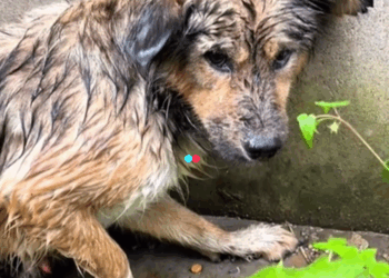 Today saw dog paralyzed hind legs lying on grass (Full video)