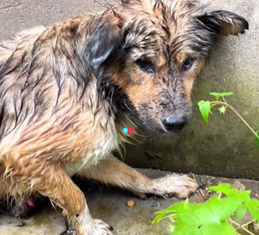 Today saw dog paralyzed hind legs lying on grass (Full video)