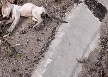 Who can help him??? (Full video)