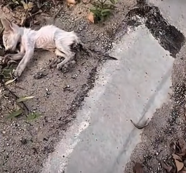 Who can help him??? (Full video)