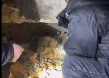 Rescue poor dog (Full video)