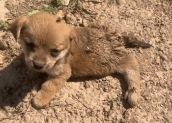 Poor dog (Full video)