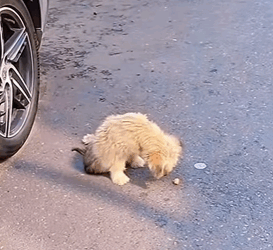 Stray dog on the street (Full video)