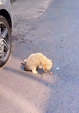 Stray dog on the street (Full video)