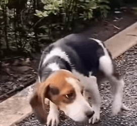 “Join us in giving these forgotten souls a new beginning” (Full video)