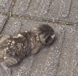 “Every life matters. Together, we can give abandoned animals a second chance at love and happiness” (Full video)