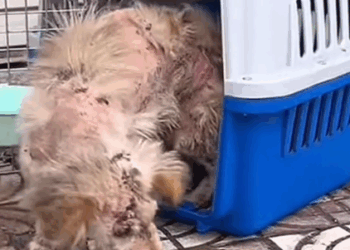 They were left behind, but not forgotten. Love saved them