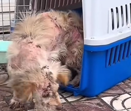 They were left behind, but not forgotten. Love saved them