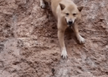 From suffering to safety — watch how a little kindness can change everything