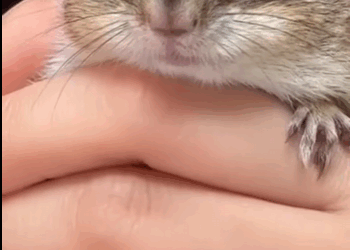 Ardillas de rescate (Part 2)