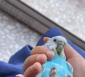 Cría de loros bebés rescatados (Part 2)