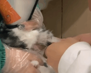 Gatitos rescatados (Part 2)