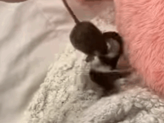 Rescatar la comadreja (Part 2)