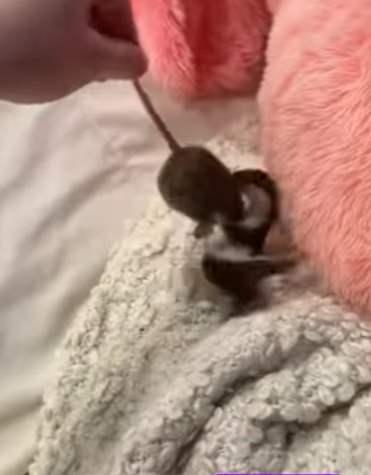 Rescatar la comadreja (Part 2)