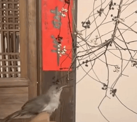 Rescate de bulbuls de corona blanca (Part 2)