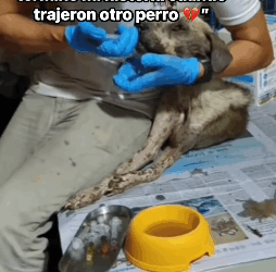 De la cama al asfalto así terminó mi historia cuando trajeron otro perro El angel de la montaña (Part 2)
