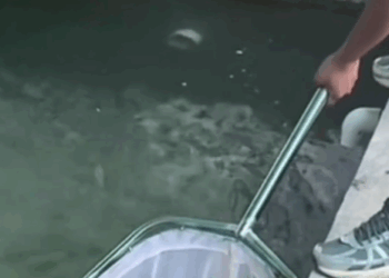 Tears of pain turned into tears of joy. This rescue will melt your heart (Full video)