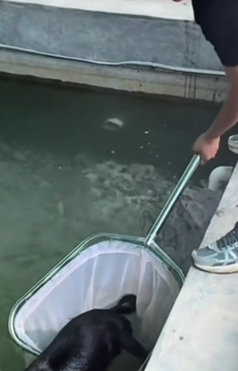 Tears of pain turned into tears of joy. This rescue will melt your heart (Full video)