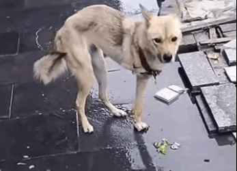 The old owner left, but the dog was still waiting to find food and return to his old home