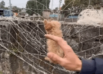 They didn’t choose this life… but we chose to save them (Full video)