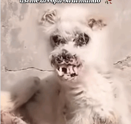 Sin dientes con el alma rota así me arrojaron al mundo (Part 2)