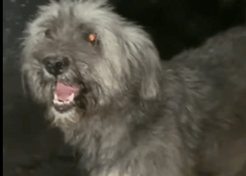 Vivía amarrado dentro de un corral oxidado rodeado de barro silencio (Part 2)