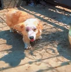 Dog abused to the point of disfigurement, scarred and huddled in a corner (Full video)