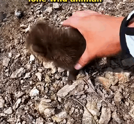 Go fishing meet scattered wild animals (FULL VIDEO)