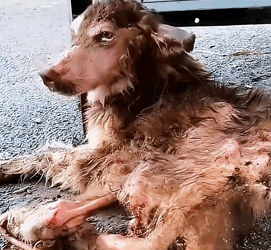 The dog was abandoned because of the disability of his hind legs, and his thin skin and bones could not stand up (FULL VIDEO)