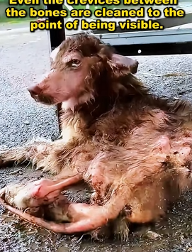 The dog was abandoned because of the disability of his hind legs, and his thin skin and bones could not stand up (FULL VIDEO)
