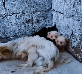 The mother of a stray dog who lost her forelimbs went out to look for food on a hot day (FULL VIDEO)