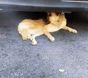 Paralyzed dog pushed his legs on street (FULL VIDEO)