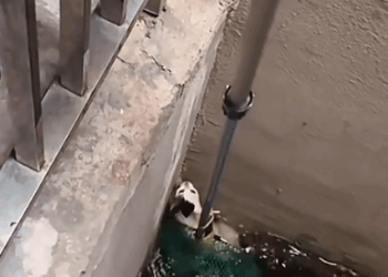 They didn’t choose to be left behind — but we chose to love them again (FULL VIDEO)