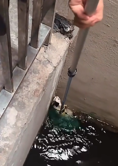 They didn’t choose to be left behind — but we chose to love them again (FULL VIDEO)