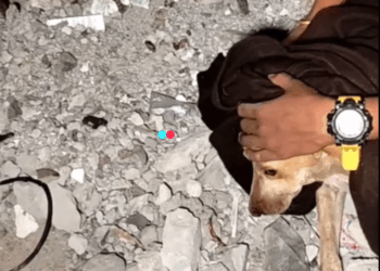 Saving one animal won’t change the world, but it will change that animal’s world (FULL VIDEO)