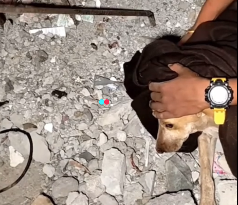 Saving one animal won’t change the world, but it will change that animal’s world (FULL VIDEO)