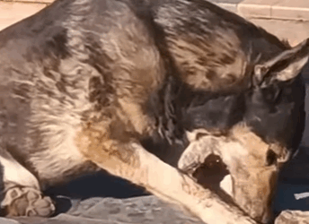 They just needed a chance… and a little bit of love (FULL VIDEO)