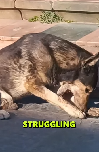 They just needed a chance… and a little bit of love (FULL VIDEO)