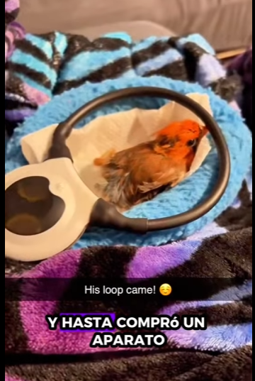 Cardenal de rescate (Part 2)