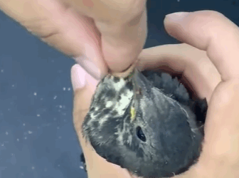 Rescate de mirlos (Part 2)