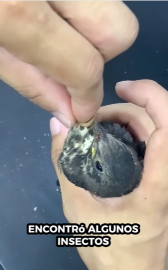 Rescate de mirlos (Part 2)