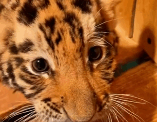 Salva al tigre (Part 2)