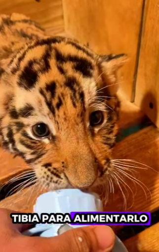 Salva al tigre (Part 2)