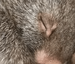 Wombats de rescate (Part 2)