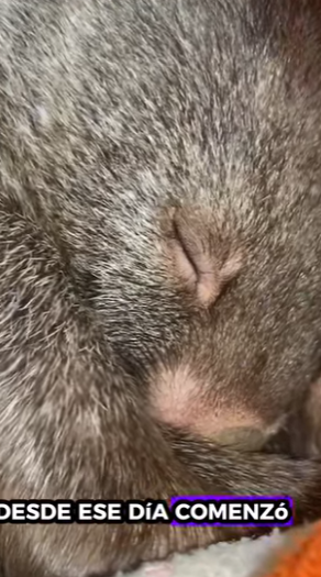 Wombats de rescate (Part 2)