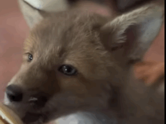 Zorros rescatados (Part 2)