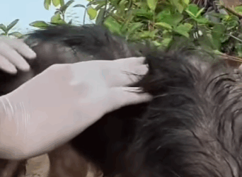 Viejo, cojo y enfermo… así me abandonaron, olvidado y solo (PART 2)