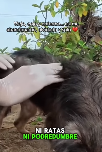 Viejo, cojo y enfermo… así me abandonaron, olvidado y solo (PART 2)