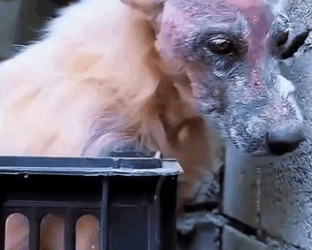 Every tail deserves a second chance (Part 2)