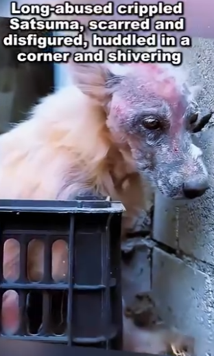 Every tail deserves a second chance (Part 2)